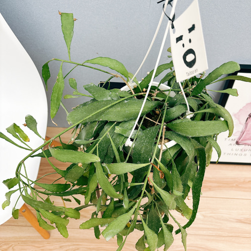 現品］リプサリス ラムローサ レッドコーラル 観葉植物 室内 蔓