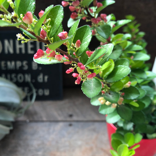 ハートのなる木♡ハートツリー♡実がいっぱい♡毎年大きく♡ハリ