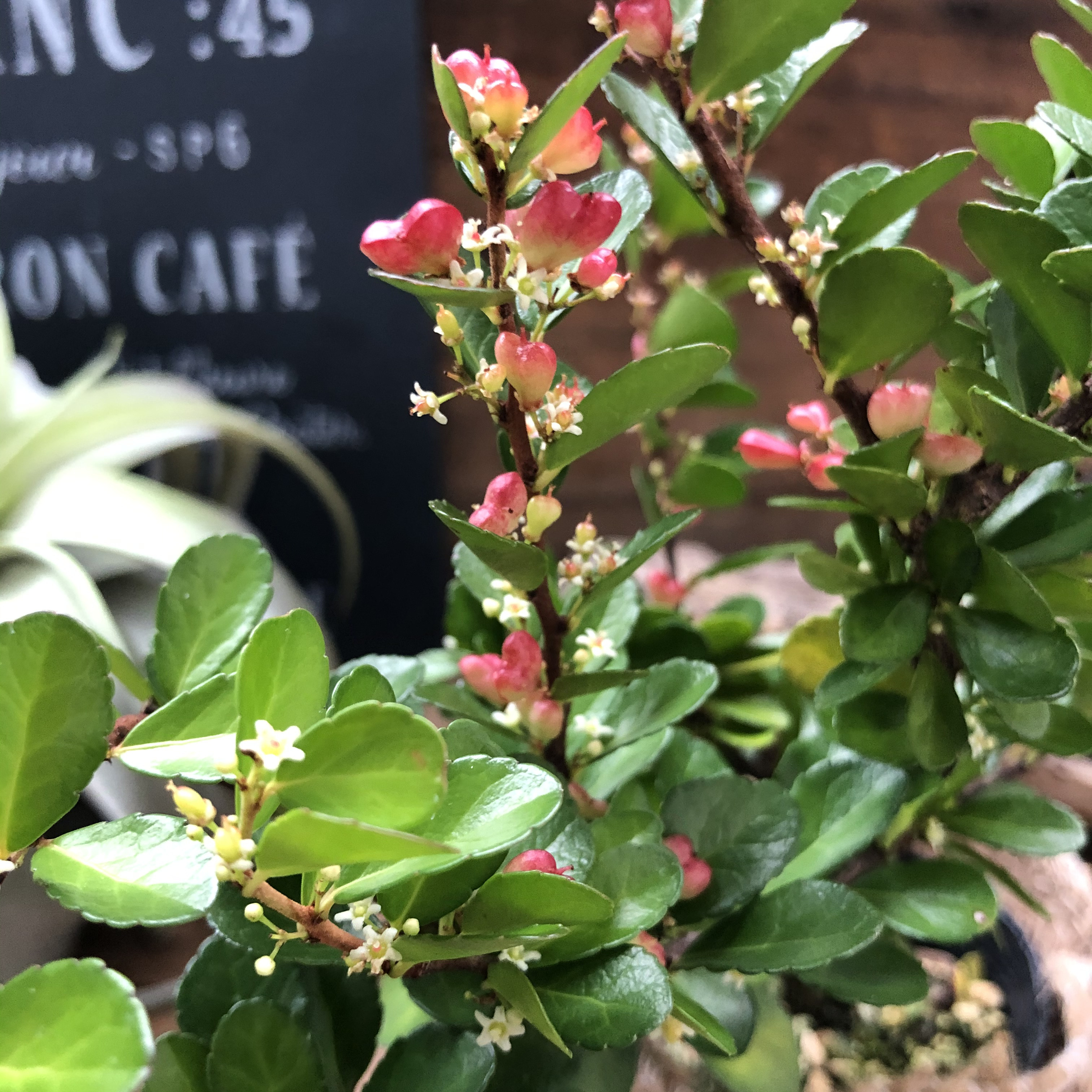 ハートのなる木♡ハートツリー♡実がいっぱい♡毎年大きく♡ハリツルマサキ        Ω