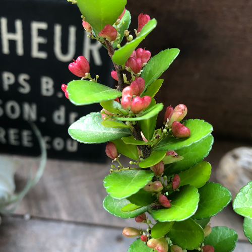 ✨✨✨オキナワハートツリー【◎良品素材】検/ハリツリマサキ ハートのなる木♡ハートツリー♡実がいっぱい♡毎年大きく♡ハリ