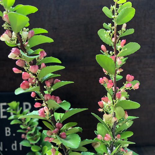 ハートのなる木♡ハートツリー♡実がいっぱい♡毎年大きく♡ハリ