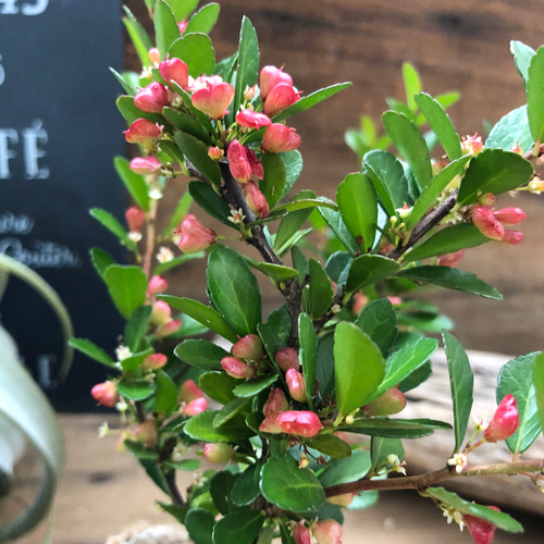 ✨✨✨オキナワハートツリー【◎良品素材】検/ハリツリマサキ/ハート実happy♪ ハートのなる木♡ハートツリー♡実がいっぱい♡毎年大きく♡ハリ