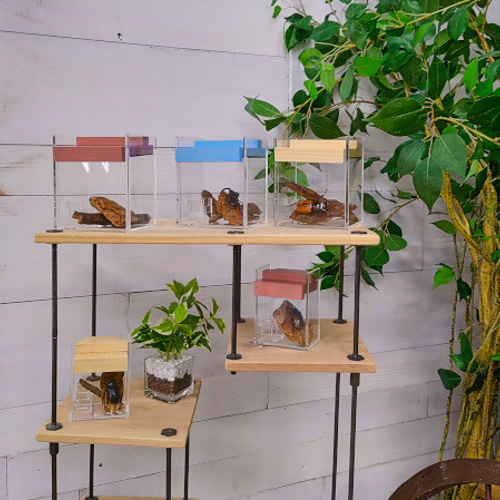 アクリル昆虫ケース ～クワガタ鑑賞～【くわキューブ】 ハウス・小屋