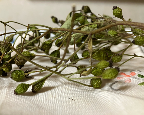 節分お飾り【野バラ】ドライフラワー 大枝 赤い実 長さ約60cm〜80cm】 野