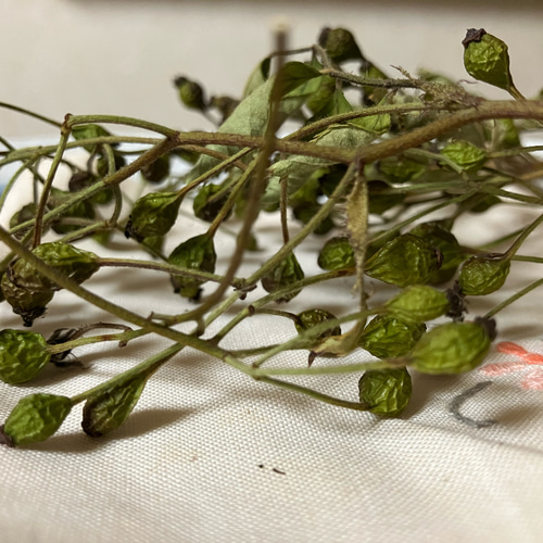 ドライフラワー 野バラの実 約10g シワあり 緑(青) ドライフラワー