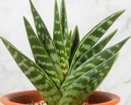 ☆ENGEI ichioki☆アロエ「千代田錦」鉢株03◇葉模様が綺麗な