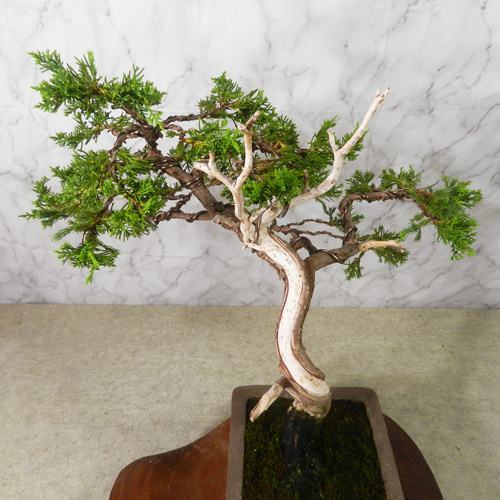 ☆ENGEI ichioki☆真柏・中品盆栽◇形良好・見応え充分な一品