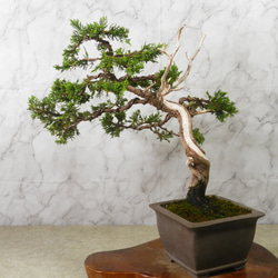 ☆ENGEI ichioki☆真柏・中品盆栽◇形良好・見応え充分な一品です