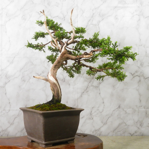 ☆ENGEI ichioki☆真柏・中品盆栽◇形良好・見応え充分な一品です