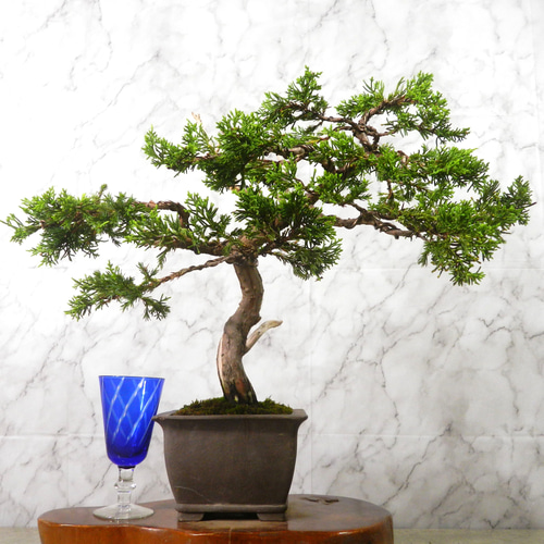 古*謡様 【一起園芸】真柏・中品盆栽◆人気盆栽樹・形良好な一品です◆ 真柏】落ち枝による動きのある樹形に。 - YouTube