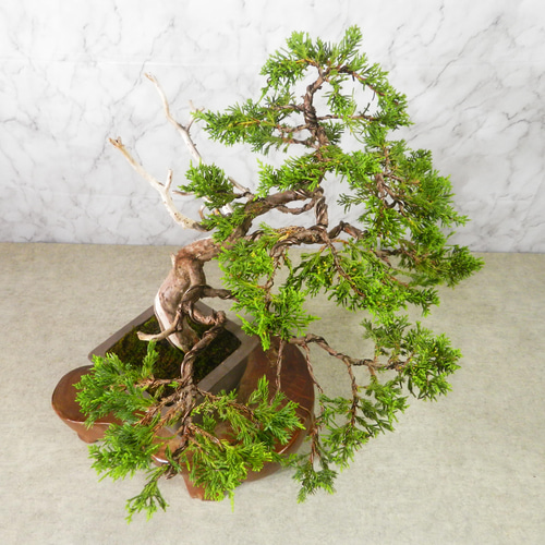 ☆ENGEI ichioki☆真柏・中品盆栽◇形良好・見応え充分な一品です