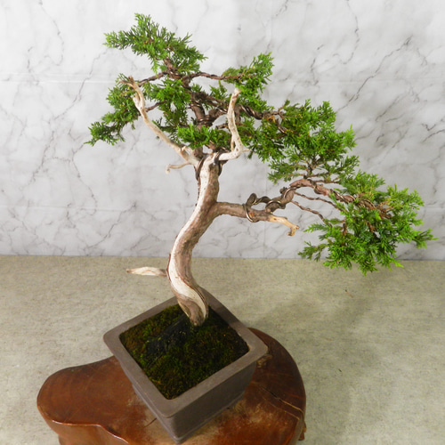 ☆ENGEI ichioki☆真柏・中品盆栽◇形良好・見応え充分な一品です