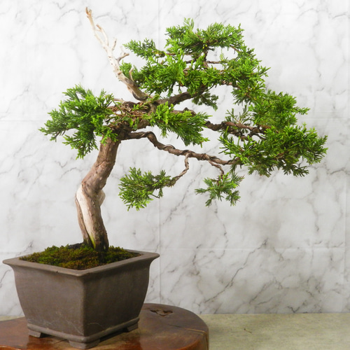 ☆ENGEI ichioki☆真柏・中品盆栽◇形良好・見応え充分な一品です