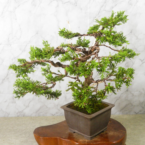 【中品　真柏盆栽】　　　　　⭕基本樹形の一品❗ ☆ENGEI ichioki☆真柏・中品盆栽◇形良好・見応え充分な一品です