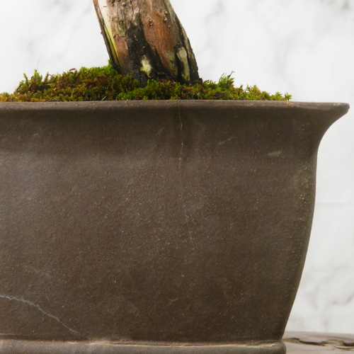 ☆ENGEI ichioki☆真柏・中品盆栽◇形良好・見応え充分な一品です