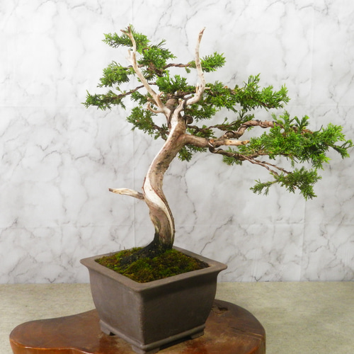 ☆ENGEI ichioki☆真柏・中品盆栽◇形良好・見応え充分な一品です