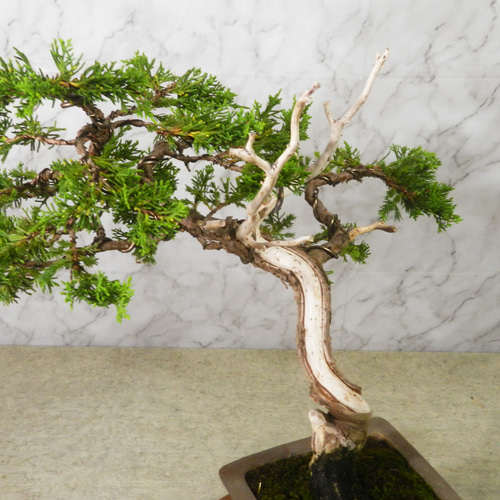 ☆ENGEI ichioki☆真柏・中品盆栽◇形良好・見応え充分な一品です