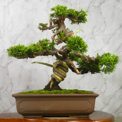 ☆ENGEI ichioki☆真柏・中品盆栽◇見応え充分・形良好な一品です