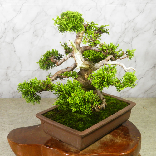 【一起園芸】真柏盆栽・01◆形良好・今後の成長が楽しみな一品です◆ ☆ENGEI ichioki☆真柏・中品盆栽◇見応え充分・形良好な一品