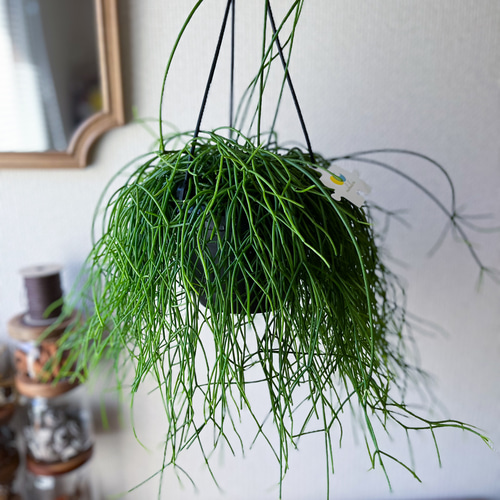 リプサリス　カスッサ　苗　多肉植物　花卉園芸　山野草　グリーン リプサリス カスッサ 苗 多肉植物 花卉園芸 山野草 グリーン
