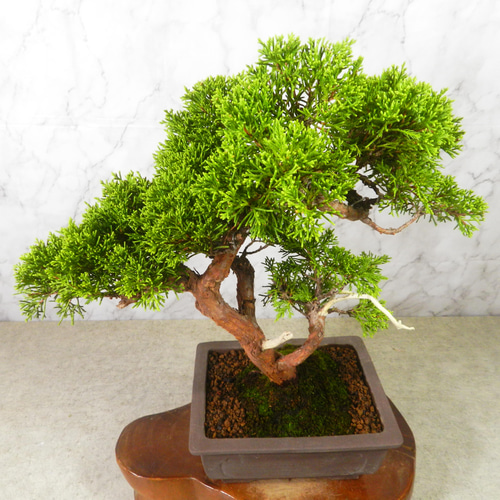 ☆ENGEI ichioki☆真柏・中品盆栽◇形良好・美品の一品です◇ その他