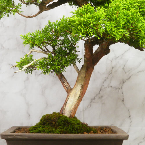 ☆ENGEI ichioki☆真柏・中品盆栽◇形良好・美品の一品です◇ その他