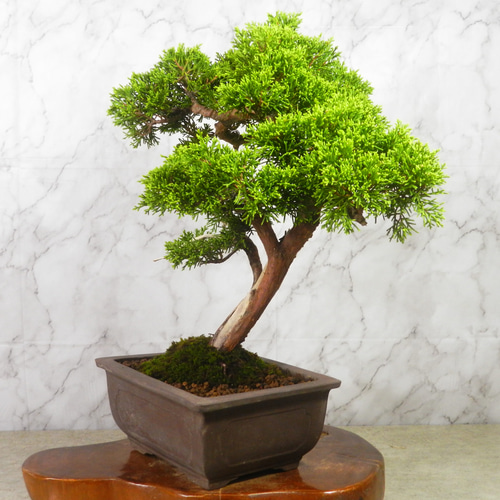 ☆ENGEI ichioki☆真柏・中品盆栽◇形良好・美品の一品です◇ その他