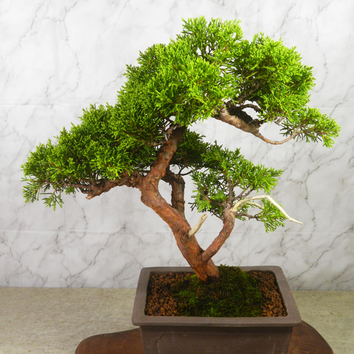 盆栽　真柏　中品 ☆ENGEI ichioki☆真柏・中品盆栽◇形良好・美品の一品です◇ その他