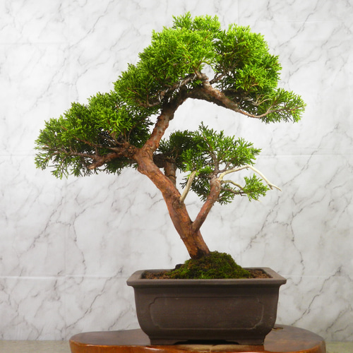 ☆ENGEI ichioki☆真柏・中品盆栽◇形良好・美品の一品です◇ その他