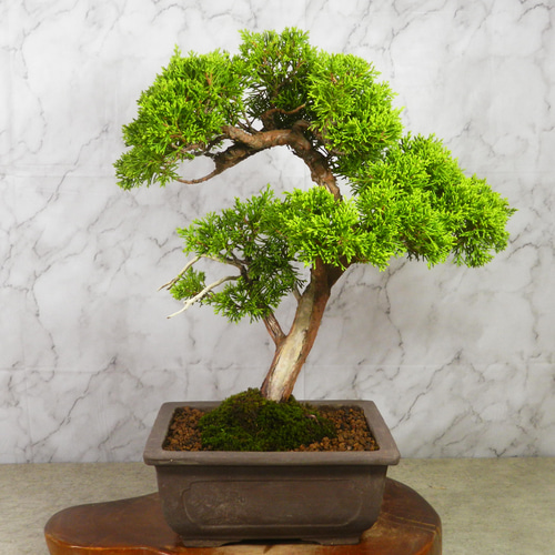 【中品　真柏盆栽】　　　　　⭕基本樹形の一品❗ ☆ENGEI ichioki☆真柏・中品盆栽◇形良好・美品の一品です◇ その他