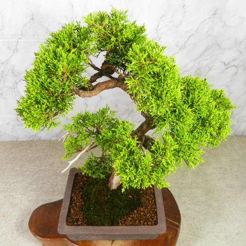 【中品　真柏盆栽】　　　　　⭕基本樹形の一品❗ ☆ENGEI ichioki☆真柏・中品盆栽◇形良好・美品の一品です