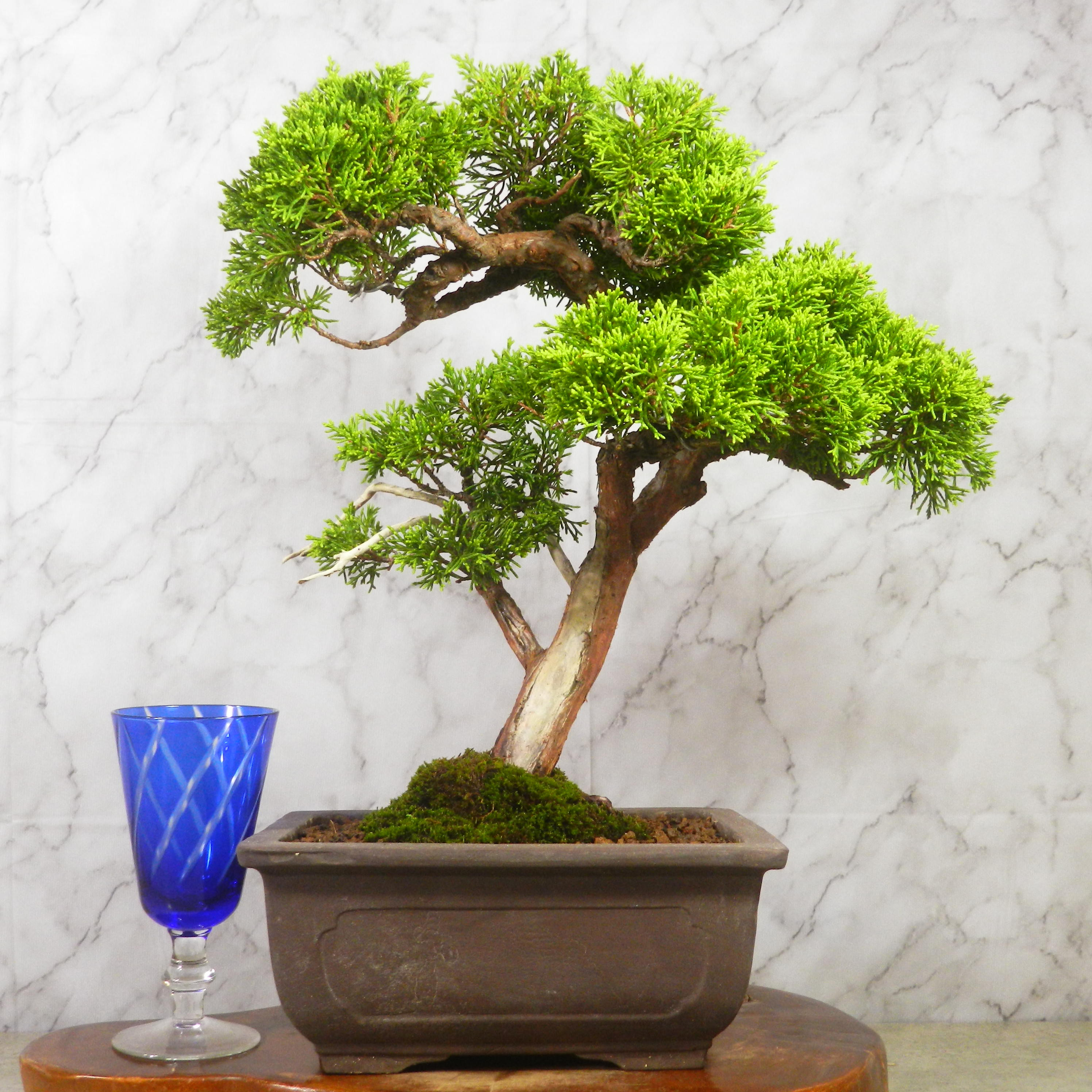 ☆ENGEI ichioki☆真柏・中品盆栽◇形良好・美品の一品です