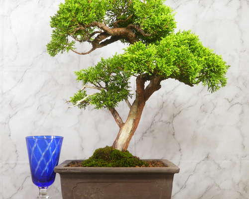 ☆ENGEI ichioki☆真柏・中品盆栽◇形良好・美品の一品です