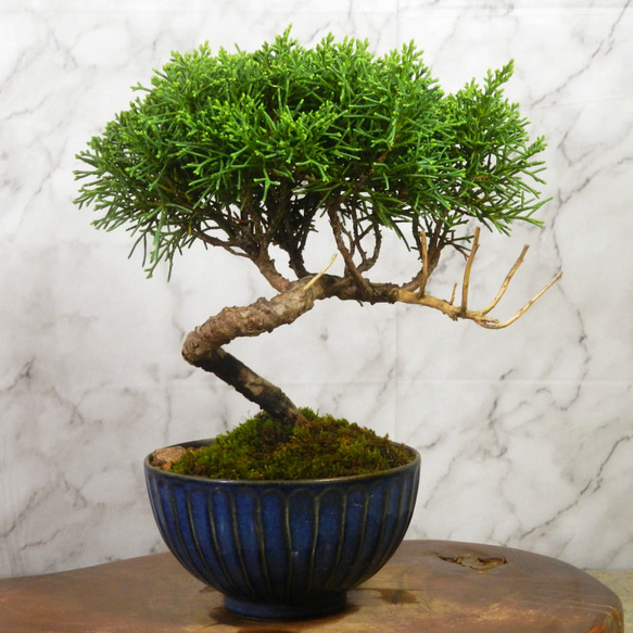 ☆ENGEI ichioki☆真柏・小品盆栽・01◇形良好・成長が楽しみな