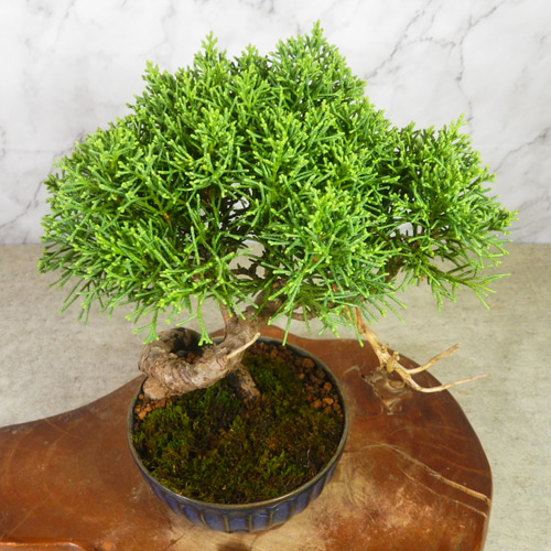 ☆ENGEI ichioki☆真柏・小品盆栽・01◇形良好・成長が楽しみな一品