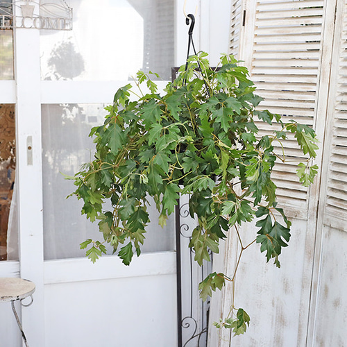 観葉植物 シッサス グレープアイビー エレンダニカ 6号 吊り鉢 つる性