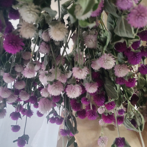 KahoRiho10点②ドライフラワー Dried Flowers - 優里 / ver