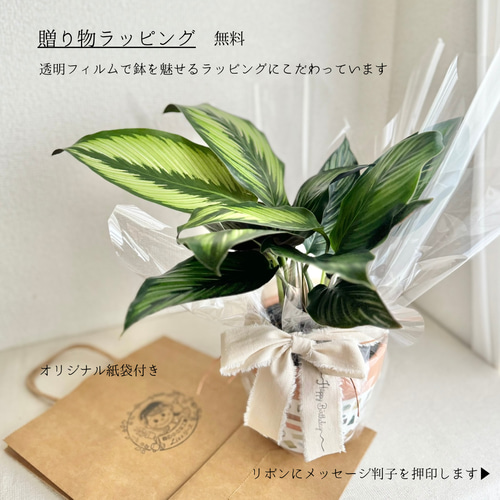 フィロデンドロン3種類セット　ゴールデンクロコダイル、ナロー、スクアミフェルム フィロデンドロン3種類セット ゴールデンクロコダイル、ナロー