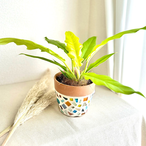 初心者にもおすすめ♡/ 育てやすい 観葉植物 フィロデンドロン