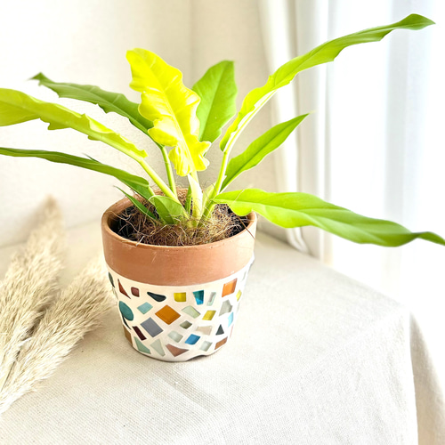 初心者にもおすすめ♡/ 育てやすい 観葉植物 フィロデンドロン