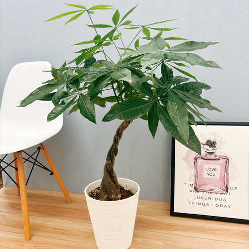 現品］25番 パキラ 編み込み 8号 観葉植物 おしゃれ 室内 ねじり