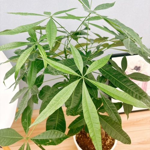 ［現品］5番　パキラ　編み込み　8号　観葉植物　おしゃれ　室内　ねじり　背高め 現品］3番 パキラ 編み込み 8号 観葉植物 おしゃれ 室内 ねじり