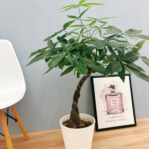 現品］25番 パキラ 編み込み 8号 観葉植物 おしゃれ 室内 ねじり