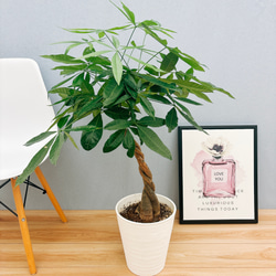 ［現品］12番　ブラッサイア　8号　観葉植物　室内　大型　鉢受け皿付き　おしゃれ 現品］22番 ブラッサイア 8号 観葉植物 室内 大型 鉢受け皿付き