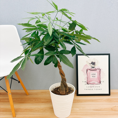 現品］25番 パキラ 編み込み 8号 観葉植物 おしゃれ 室内 ねじり