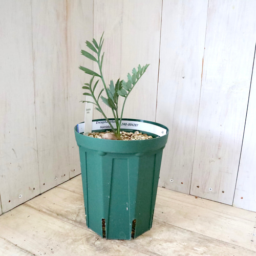 現品♡絶滅種♡ヒメオニソテツ♡ エンセファラルトス ホリダス♡ 現品♡絶滅種♡ヒメオニソテツ♡ エンセファラルトス ホリダス