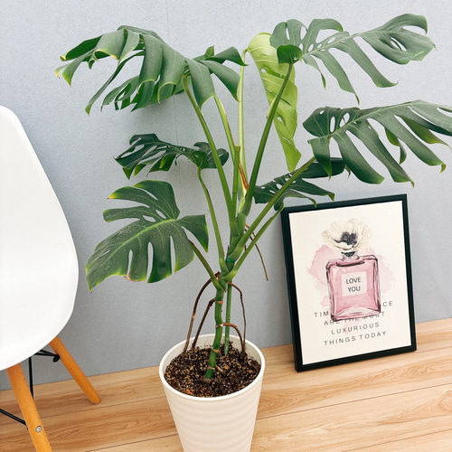 現品］A8 モンステラ 幹立ち 8号 観葉植物 室内 大型 育てやすい