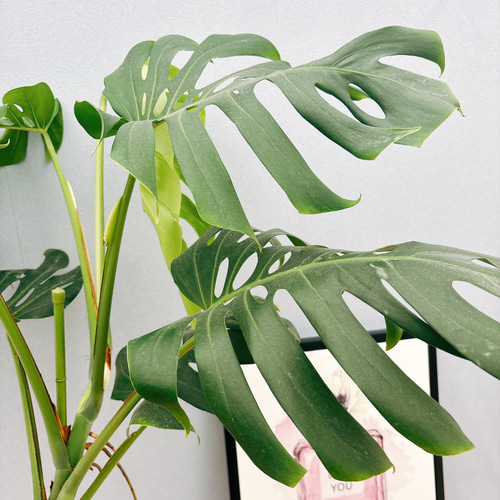 現品］A8 モンステラ 幹立ち 8号 観葉植物 室内 大型 育てやすい