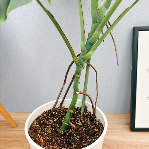 現品］A8 モンステラ幹立ち8号観葉植物室内大型育てやすい