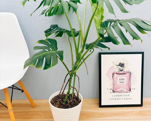 モンステラ 現品］A8 モンステラ 幹立ち 8号 観葉植物 室内 大型 育てやすい